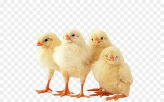 Chicken Bird Wallpaper Chick Png Image Pngio