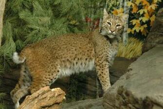 Gallery For Bobcat Wallpaper