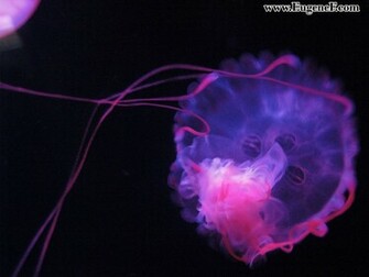 You Are Ing The Jellyfish Wallpaper Named