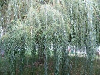 Tree Wallpaper Acute Willow