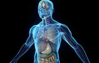 Wallpaper Human Body Tissues Organs Skeleton Rendering