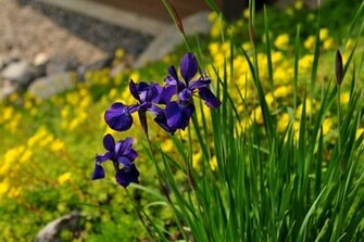 Iris Wallpaper