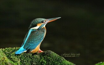 Kingfisher Bird Wallpaper
