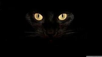 Black Cat Eyes 4k HD Desktop Wallpaper For Ultra Tv