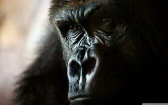 Angry Gorilla Wallpaper And Image Pictures Photos