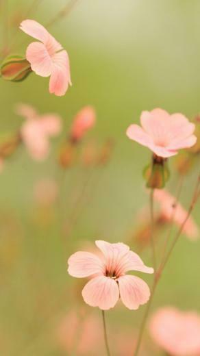 Summer Song iPhone 5s Wallpaper iPad