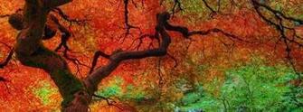 Fall Cover