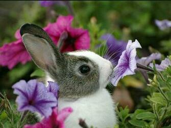 Baby Bunny Wallpaper