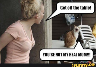 Funny Catz Wallpaper