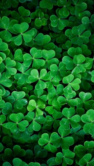 Shamrock Wallpaper Wallp