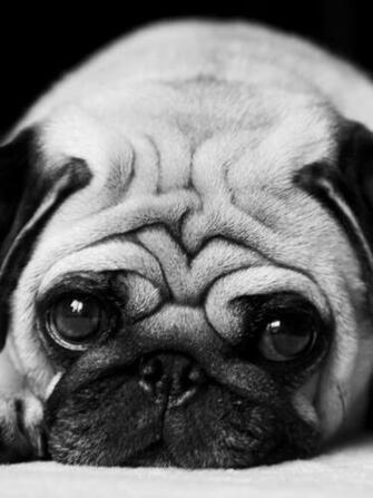 Cute Little Pug Screensaver For Amazon Kindle