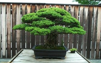 Bonsai Tree Wallpaper Desktop