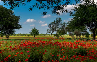 Usa Summer Fields Poppies Trees Texas Austin Nature Wallpaper