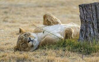 Lioness Wallpaper