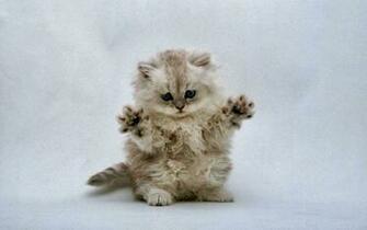 Beautiful HD Wallpaper U Cute Cats