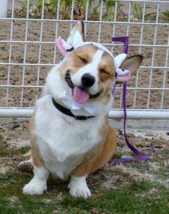Funny Corgis