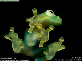 Fotos De Ranas Y Sapos Ii