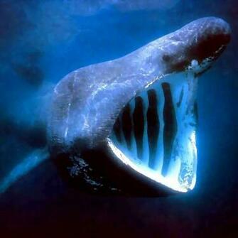 Beluga Whale Wallpaper