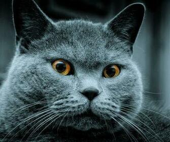 Serious British Cat Wallpaper For Samsung Epic