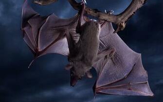 Vampire Bat Wallpaper HD Jpg