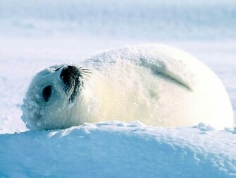 Wallpaper Snow Winter White Seal Baby
