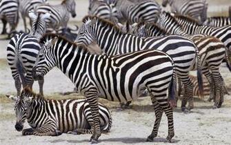 Africa Wildlife Wallpaper Desktop