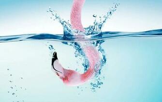 Flamingo Wallpaper Net