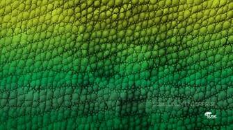 Gallery For Gt Suse Wallpaper