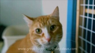 Funny BirtHDay Cat Widescreen Wallpaper