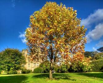 Golden Tree In The Fall Background Wallpaper Pixels