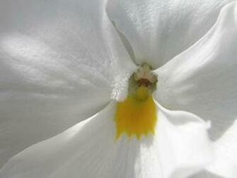 White Flower Wallpaper Stock Photos