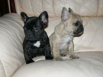 French Bulldog HD Wallpaper
