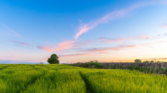 Wallpaper Grass Field Tree Sky Summer 4k