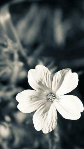 Ios Wallpaper Flower