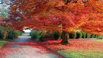 Wallpaper Autumn Nature