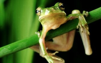 Awesome Frog Wallpaper Image Wallpaperlepi