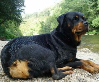 Rottweiler Pets Wallpaper