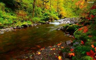Forest Stream Mossy Rocks Wallpaper Stock