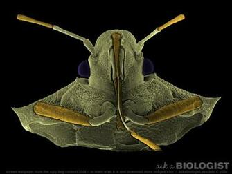 Don T Call Me Stinky Asu Ask A Biologist