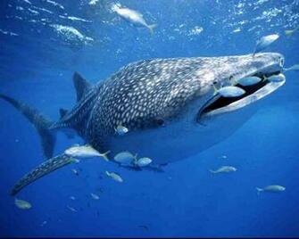 Aggressive Predator A Sand Tiger Shark Photo By Wallpaper