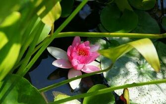 Pink Water Lilies Wallpaper High Resolution