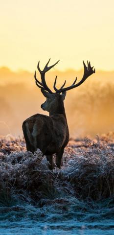 Deer 8k Wallpaper