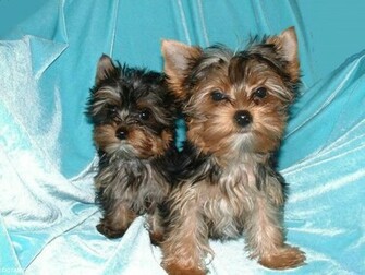Chiots Yorkshire Terrier Wallpaper