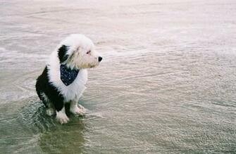 Old English Sheepdog By Tribandejoyce
