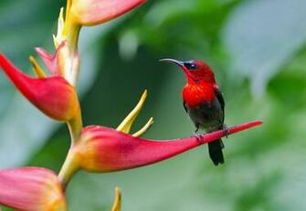 Birds Nectariniidae Family I