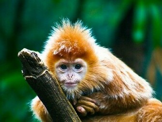 Cute Monkey Wallpaper