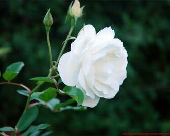 High Quality Rose Wallpaper Screensavers And Background