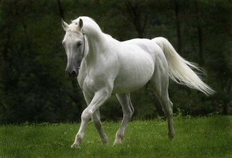 Beautiful Horse Pictures
