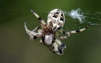 Insects HD Wallpaper Insect