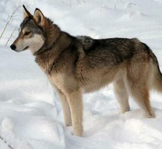 Tamaskan Dog In The Snow Photo And Wallpaper Beautiful